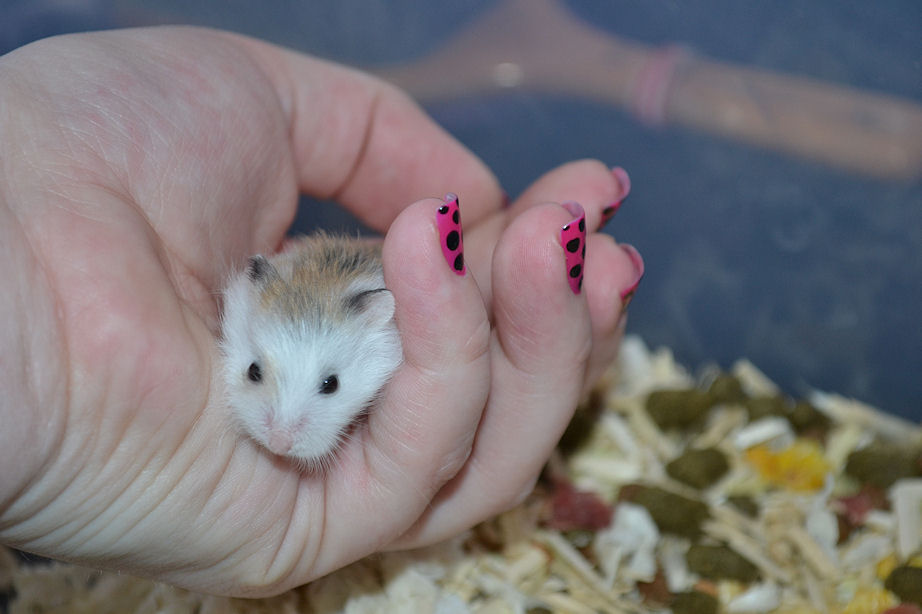 Hamster Roborovsky