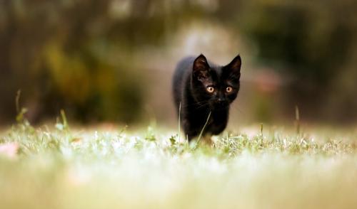 Noms pour Black Cats Boys