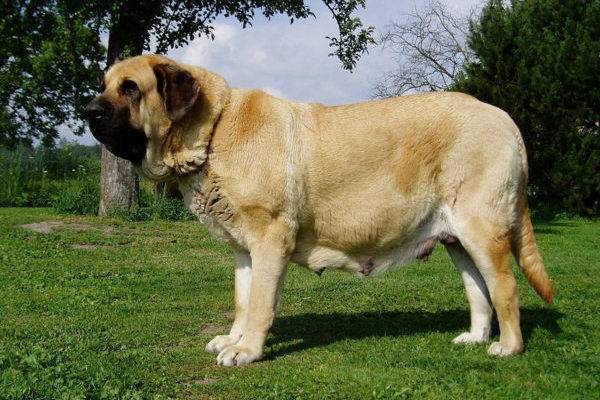 Mastiff Espagnol