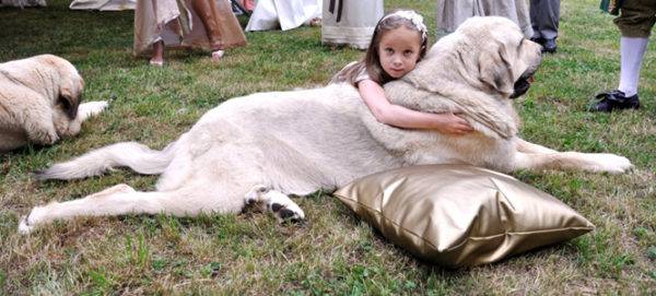 Mastiff espagnol avec une fille