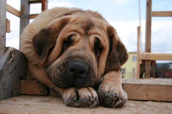 Mastiff espagnol triste