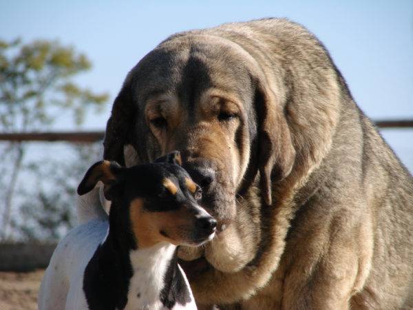 Mastiff espagnol aimant