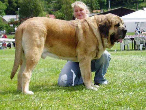 Chien espagnol mastiff