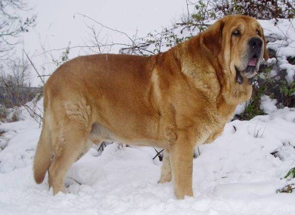 Dogue espagnol dans la neige