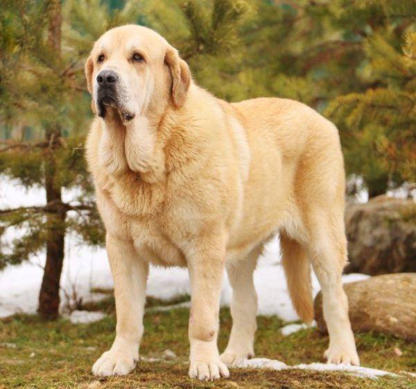 Mastiff Espagnol Jaune