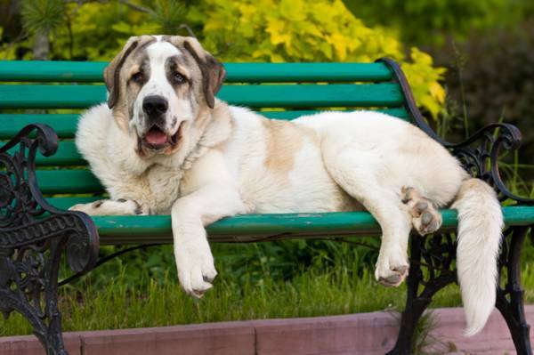 Le caractère du dogue espagnol
