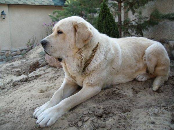 Mastiff espagnol sur la pierre