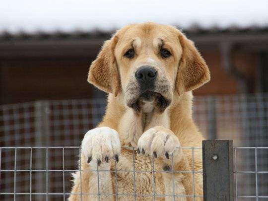 Superbe photo du dogue espagnol