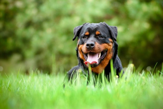 Pourquoi le chien rêve-t-il?