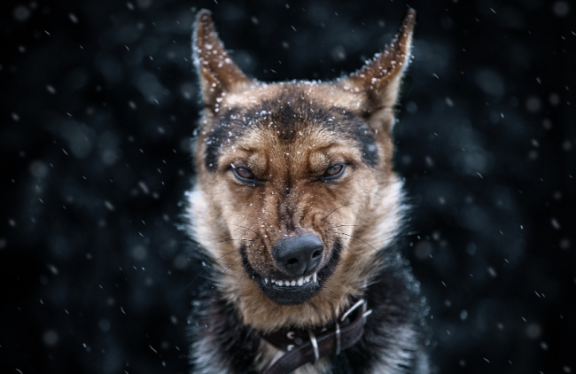 Pourquoi le chien rêve-t-il?