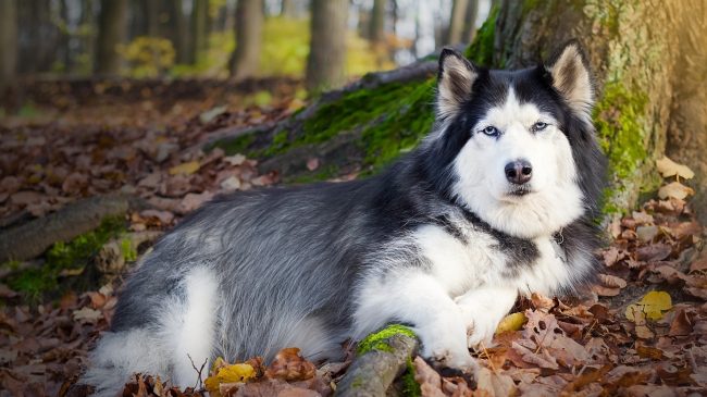Pourquoi le chien rêve-t-il?