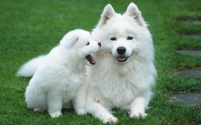 Pourquoi le chien rêve-t-il?