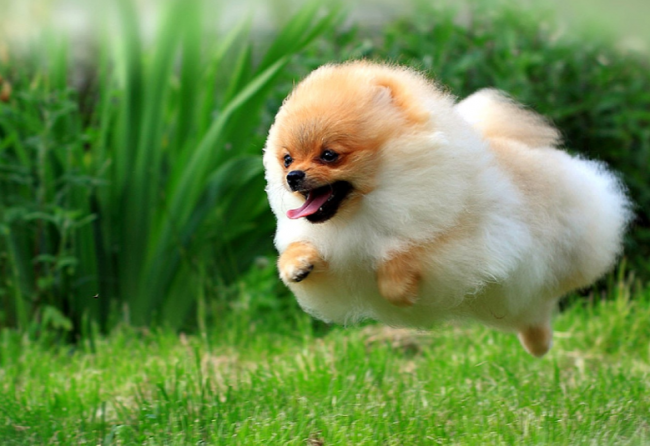 Pourquoi le chien rêve-t-il?