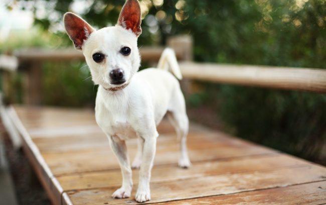 Pourquoi le chien rêve-t-il?