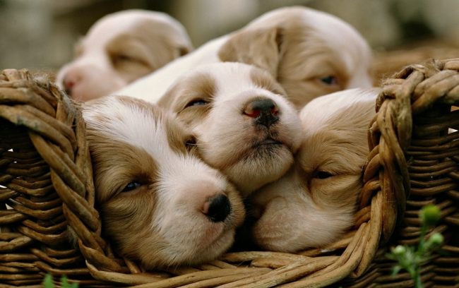 Pourquoi le chien rêve-t-il?
