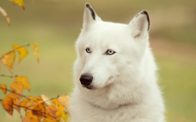 Pourquoi le chien rêve-t-il?