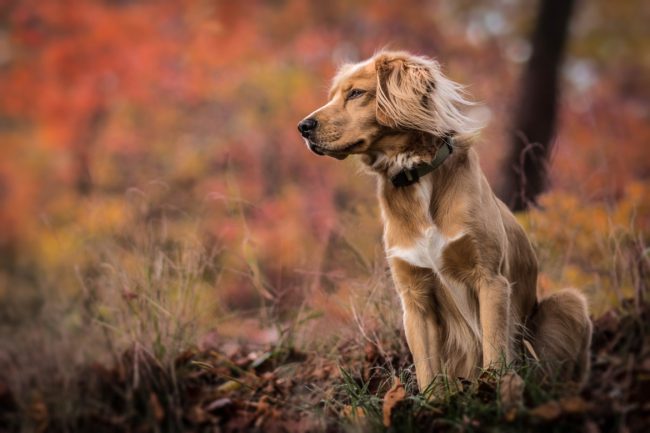 Pourquoi le chien rêve-t-il?