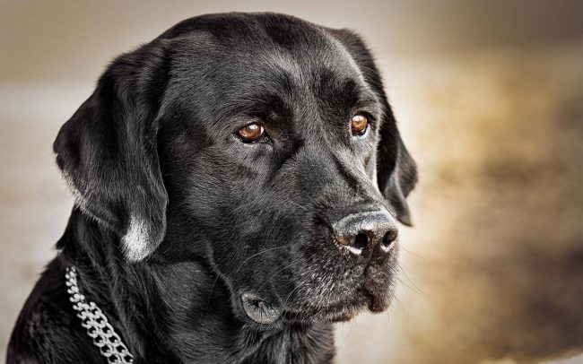 Pourquoi le chien rêve-t-il?