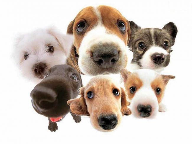 Pourquoi le chien rêve-t-il?