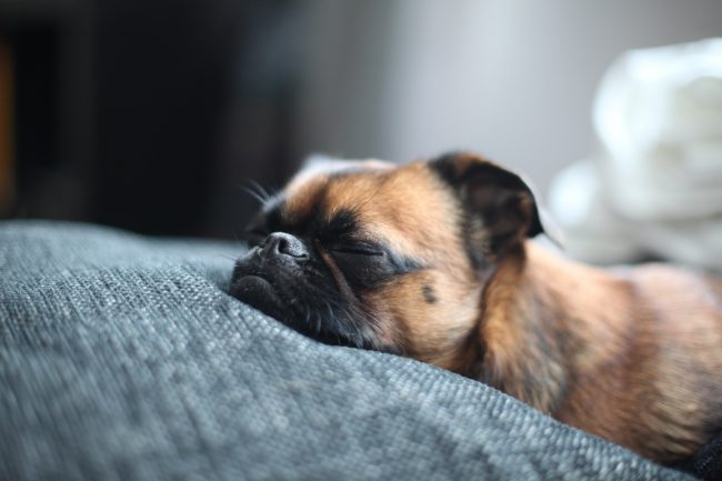 Pourquoi le chien rêve-t-il?