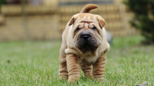 Comment nommer sharpei