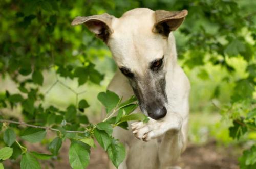 Comment sevrer un chien à taguer à la maison, dans l'appartement et sur des événements?
