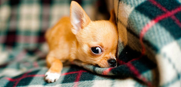 Comment nommer un chiot d'un garçon et une fille lire l'article