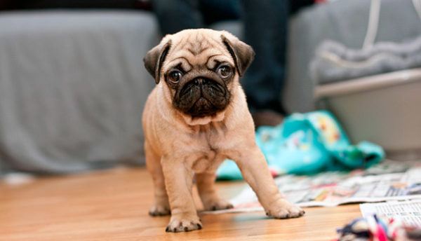 Comment nommer un chiot