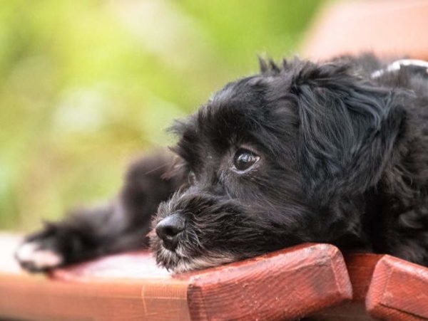 Comment sevrer un chien ou un chiot pleurnicher