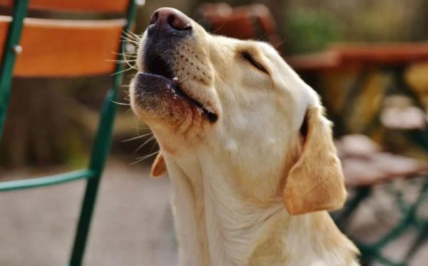 Comment sevrer un chien ou un chiot pleurnicher lire l'article