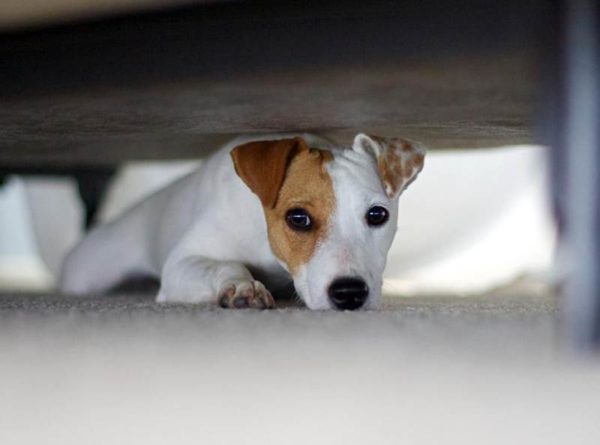 Comment sevrer un chien pleurnicher