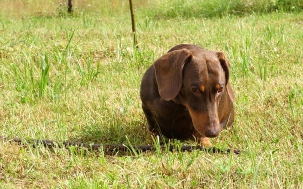 Comment sevrer un chien pour le ramasser du sol ou du sol. Une méthode de distraction.