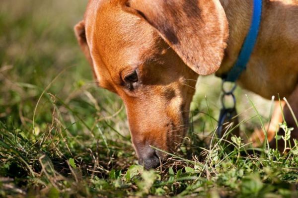 Comment sevrer une pioche pour chien du sol ou du sol