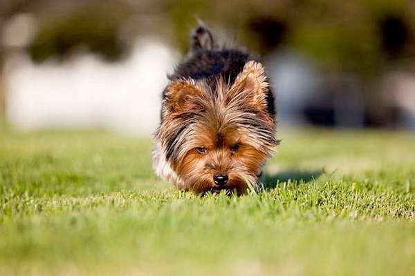 Comment sevrer un chien pour ramasser du sol ou du sol lire l'article