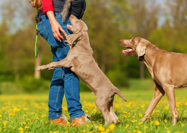 Comment sevrer un chien pour sauter sur les gens