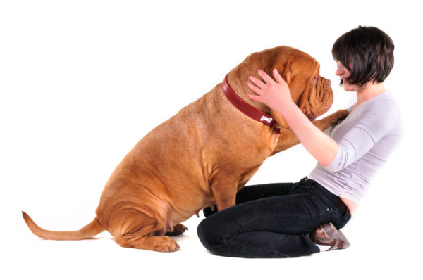 Comment sevrer un chien adulte pour sauter sur les gens