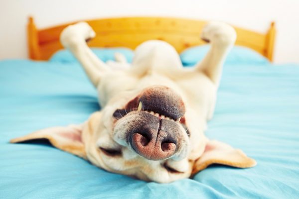 Comment sevrer un chien pour dormir sur le lit avec le propriétaire