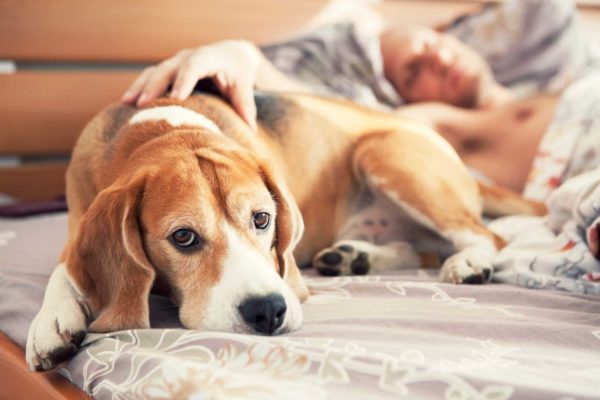 Le chien dort sur le lit avec le propriétaire