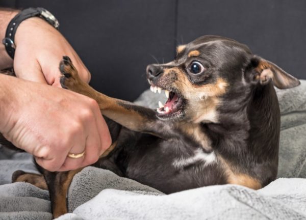 Comment sevrer un chien pour dormir sur le lit avec le propriétaire lire l'article