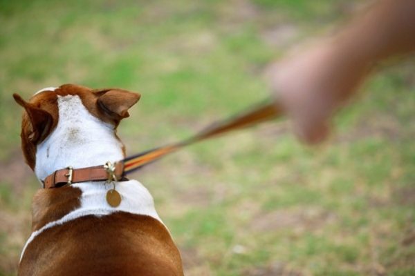 Comment sevrer un chien en laisse lire l'article
