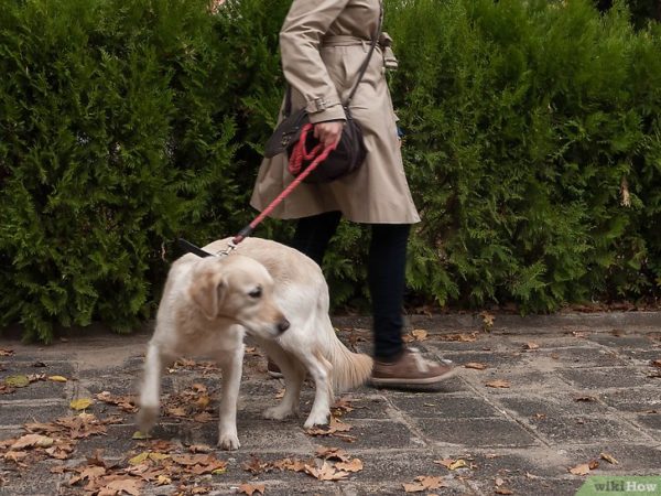 Comment sevrer un chien en laisse