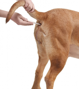 Mesurer la température corporelle du chien