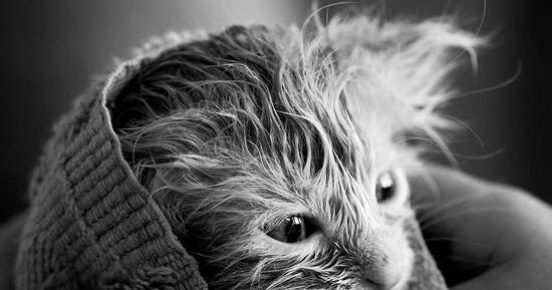 Chaton lavé