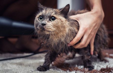 Sécher le chat avec un sèche-cheveux