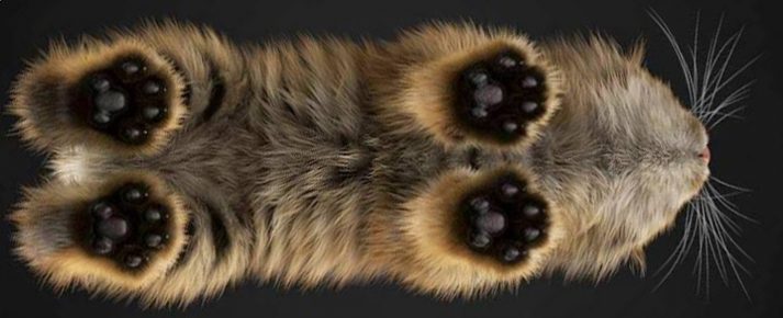Le chat est sur une table transparente