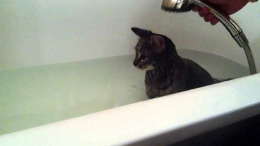 Chat dans le bain