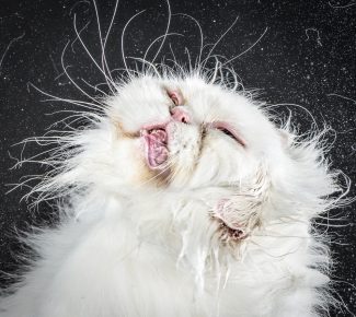 Le chat se secoue
