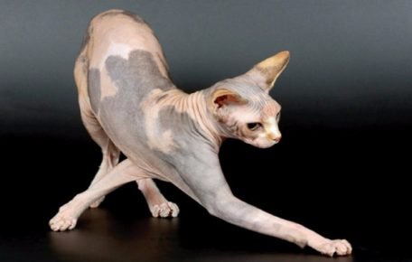 Chat Sphynx
