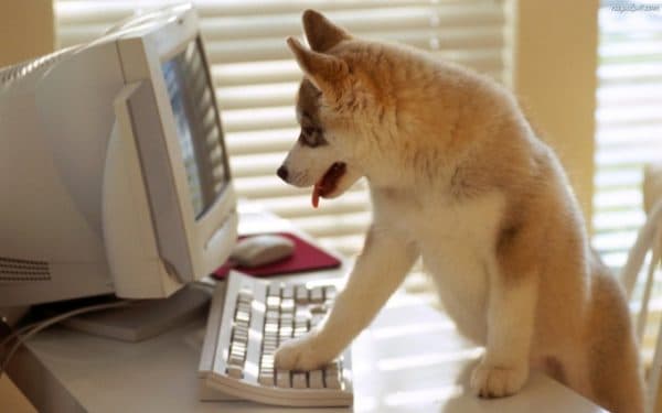 Comment former un chien à rester à la maison lire l'article