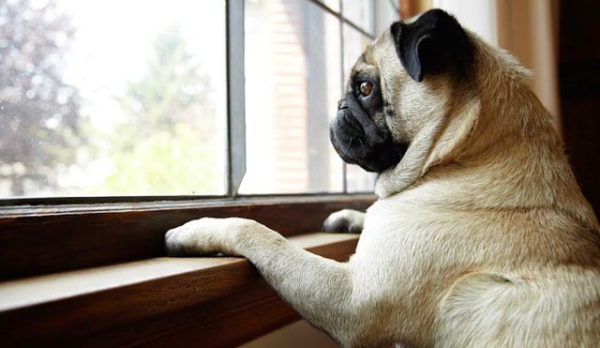 Comment former un chien à rester à la maison